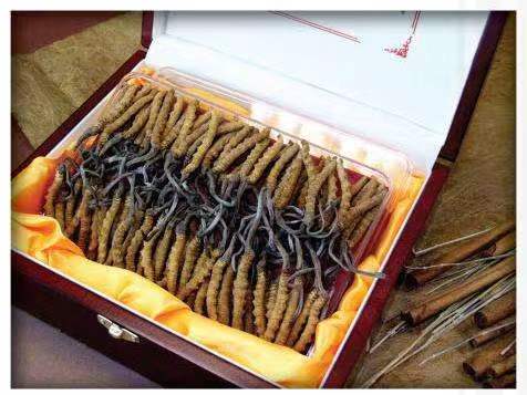 古城冬虫夏草回收